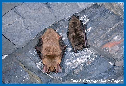 Eine Teichfledermaus hlt neben einem Groen Mausohr Winterschlaf