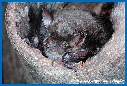 Teichfledermaus im Eingang einer ausgefaulten Buchenhhle