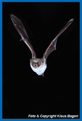 Flugaufnahme Teichfledermaus (Myotis dasycneme)