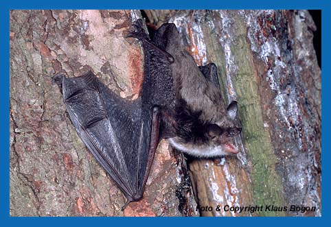 im Abflug begriffene Teichfledermaus (Myotis dasycneme)