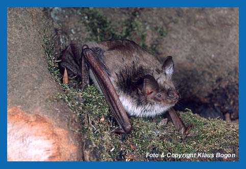 Teichfledermaus am Spaltenquartier