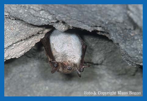 Freihngende schlafende Teichfledermaus