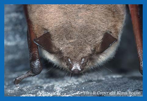 Portrt einer schlafenden Teichfledermaus