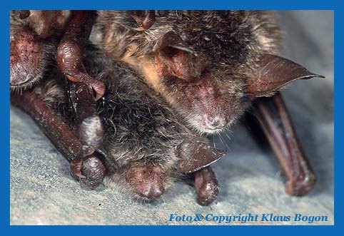 Diese Teichfledermaus hat sich unter zwei schlafende Mausohren geschoben