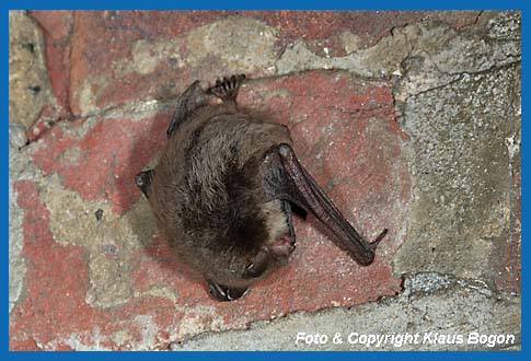 Wasserfledermaus putzt die Schwanzflughaut.