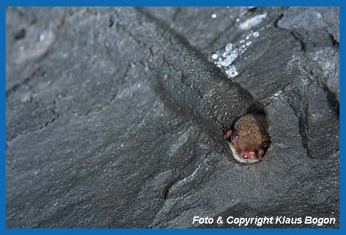 Wasserfledermaus im Bohrloch eines Bergbaustollen.