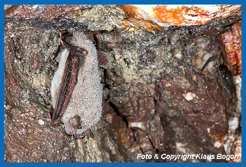 Mit Wassertropfen benetzte Wasserfledermaus