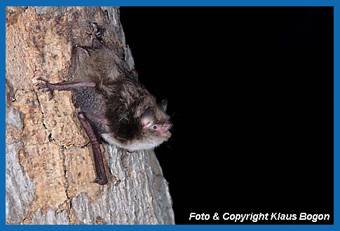 Wasserfledermaus Myotis daubentonii an morscher Buche.