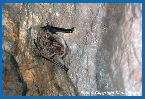 Wasserfledermaus an der Hhlenwand