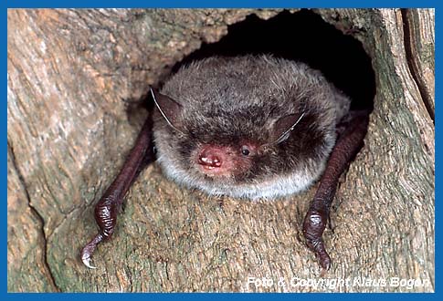 Wasserfledermaus Myotis daubentonii im Eingang einer alten Spechthhle