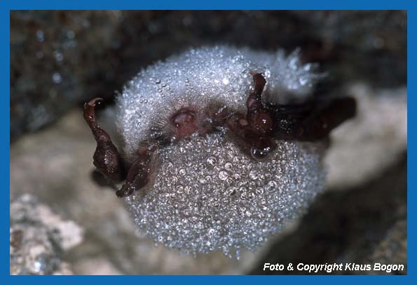 Portrt von an der Hhlendecke hngende taubenetzten Wasserfledermaus.