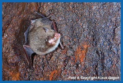 Im Winterquartie aktives Wasserfledermaus-Mnnchen