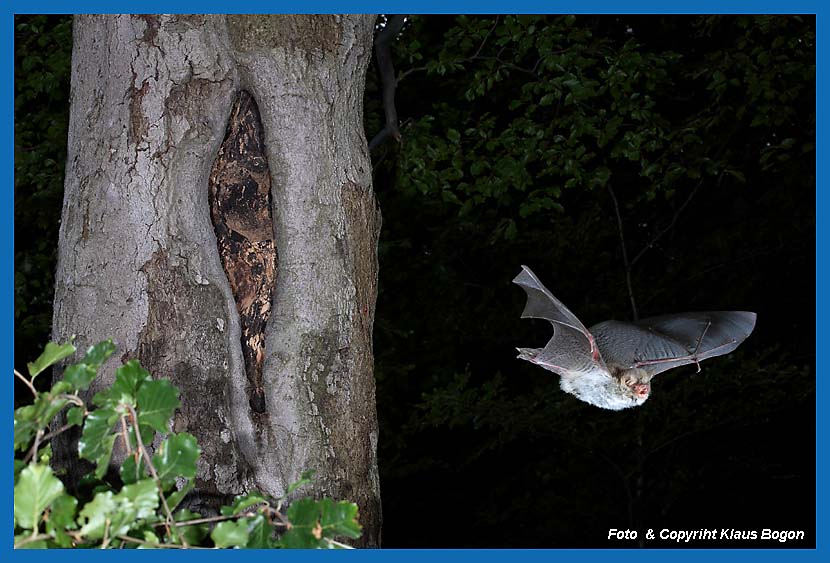 Wasserfledermaus verlt Faulhhle in Rotbuche.