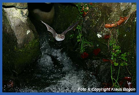 Wasserfledermaus durchfliegt auf iherer Flugroute ins Jagdgebiet einen Wasserdurchlaß.