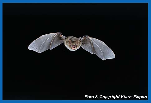 Flugaufnahme Wimperfledermaus  (Myotis emarginatus).