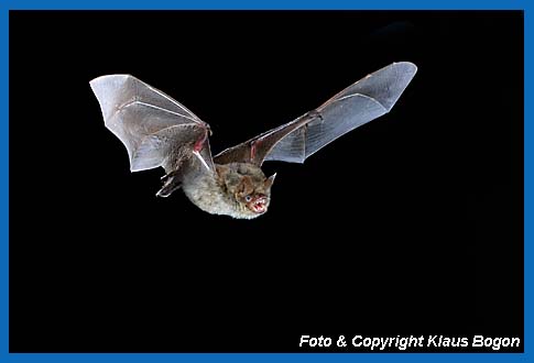 Flugaufnahme Wimperfledermaus  (Myotis emarginatus).