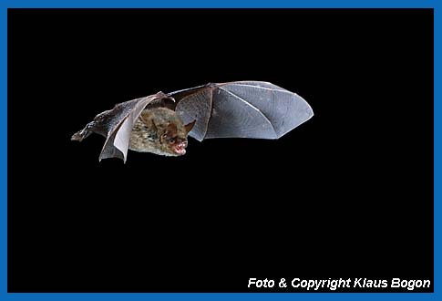 Flugaufnahme Wimperfledermaus  (Myotis emarginatus).