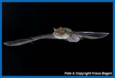 Flugaufnahme Wimperfledermaus  (Myotis emarginatus).