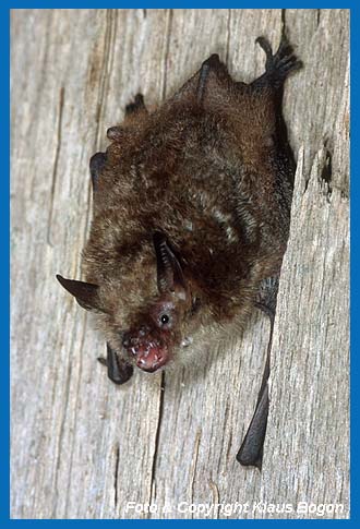 Rufende Wimperfledermaus  (Myotis emarginatus).