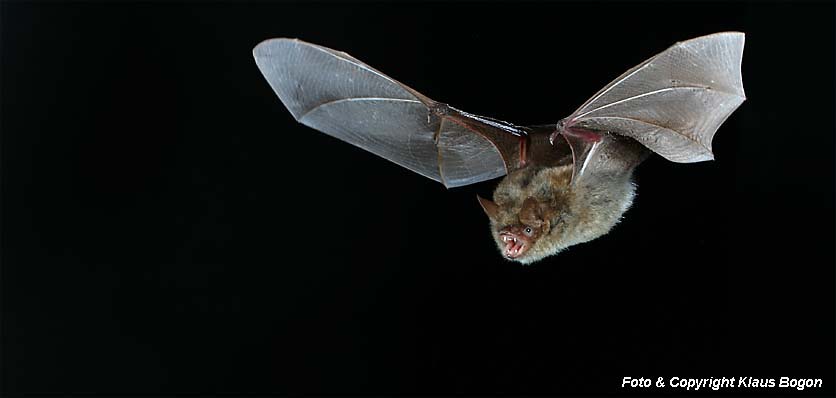 Vorbeifliegende Wimperfledermaus  (Myotis emarginatus)