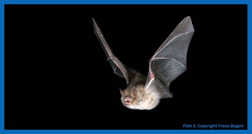 Flugaufnahme Wimperfledermaus  (Myotis emarginatus).