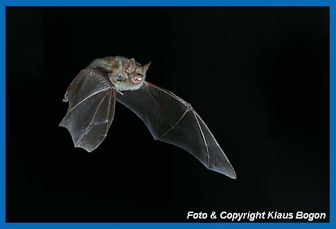 Fliegende Wimperfledermaus  (Myotis emarginatus)