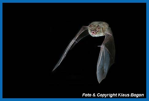 Fliegende Wimperfledermaus  (Myotis emarginatus)