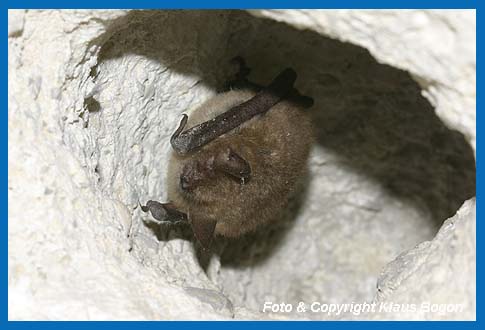Wimperfledermaus  (Myotis emarginatus) ruht in einer Vertiefung der Höhlendecke.