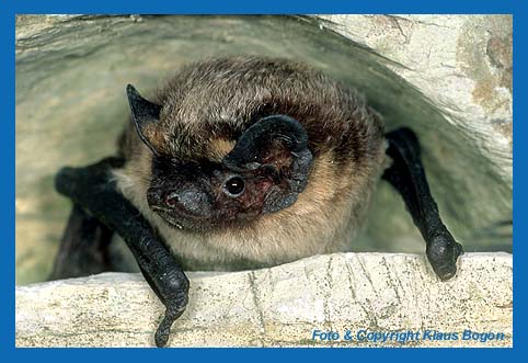 Zweifarbfledermaus  (Vespertilio murinus) Potrt eines alten Weibchen