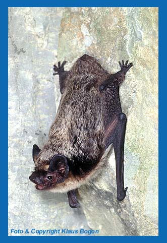 Zweifarbfledermaus  (Vespertilio murinus) im Alterskleid