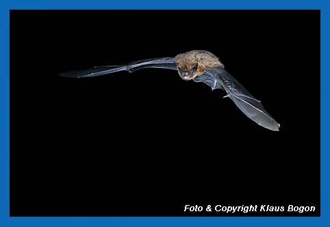 Fliegende Zwegfledermaus (Pipistrellus pipistrellus)