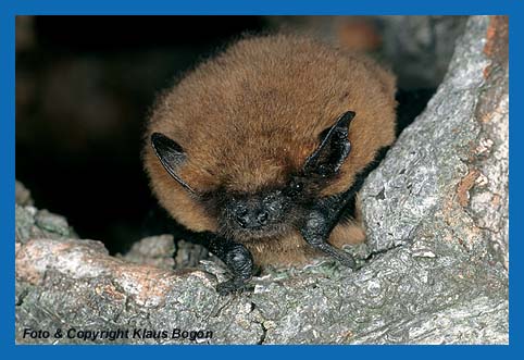 Zwegfledermaus (Pipistrellus pipistrellus) Portrt in der rtlichen Sommerfrbung