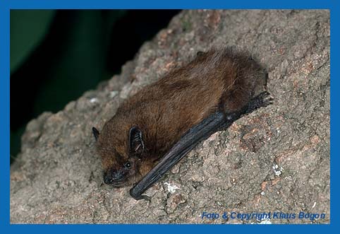 Die Zwergfledermaus ist im Gesichtauffallend dunkel gefrbt.