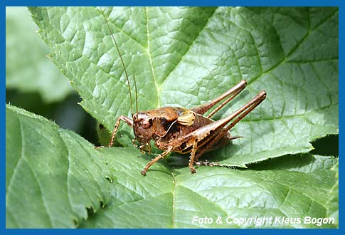 Gewhnliche Strauchschrecke Pholidoptera griseoaptera Mnnchen.