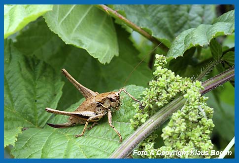 Gewhnliche Strauchschrecke Pholidoptera griseoaptera Weibchen