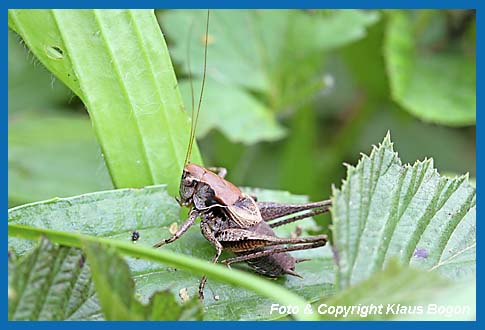 Gewhnliche Strauchschrecke Pholidoptera griseoaptera Mnnchen.