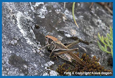 Graue Beischrecke, Platycleis albopunctata grisea  Mnnchen