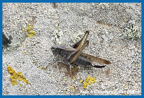 Graue Beischrecke, Platycleis albopunctata grisea Weibchen