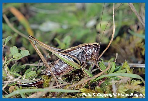 Kurzflgelige Beischrecke Metrioptera brachyptera Weibchen