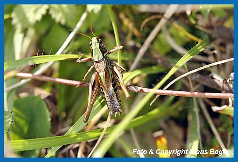 Kurzflgelige Beischrecke Metrioptera brachyptera Mnnchen