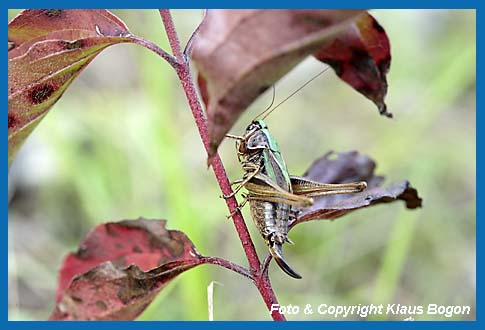 Kurzflgelige Beischrecke Metrioptera brachyptera Weibchen