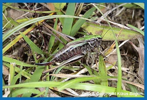 Kurzflgelige Beischrecke Metrioptera brachyptera Weibchen