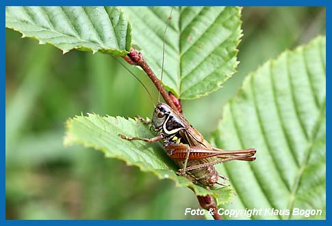 Roesels Beischrecke  Metrioptera roeseli  Mnnchen