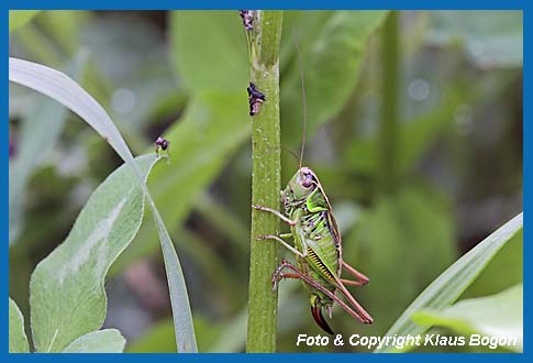 Roesels Beischrecke  Metrioptera roeseli  Weibchen