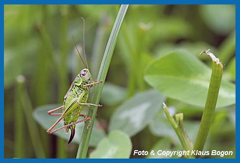 Roesels Beischrecke  Metrioptera roeseli  Weibchen