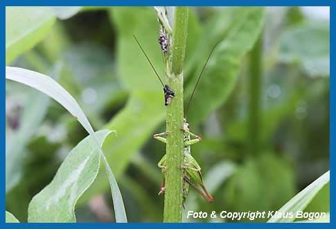 Roesels Beischrecke  Metrioptera roeseli  Weibchen versteckt sich vor dem Fotograf.