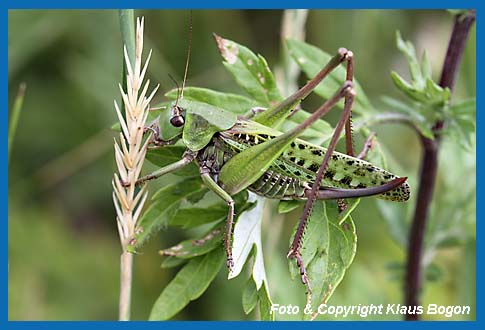 Warzenbeier Decticus verrucivorus, Weibchen in der grnen Farbvariante.