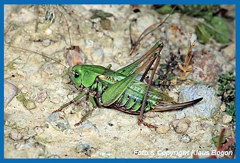 Warzenbeier Decticus verrucivorus, Weibchen in der grnen Farbvariante.