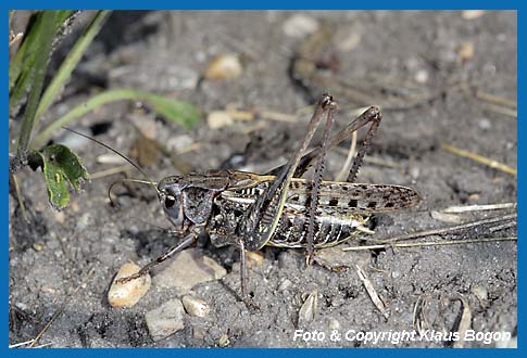 Warzenbeier Decticus verrucivorus, Mnnchen in der grauen Farbvariante.