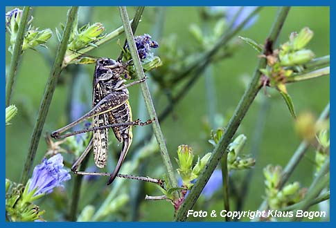 Warzenbeier Decticus verrucivorus, Weibchen in der grauen Farbvariante.